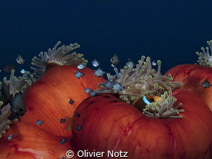 Magnificent anemone in the afternoon by Olivier Notz 